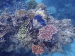 Under the Sea by Brian McDonough